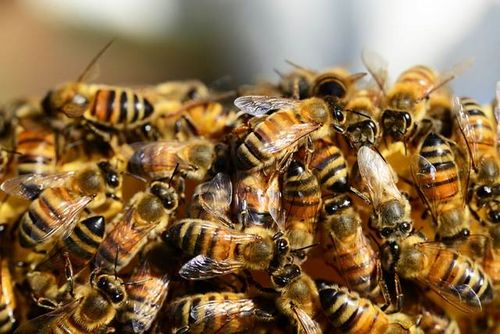 Cara Membasmi Sengatan Lebah Ini akan membantu
