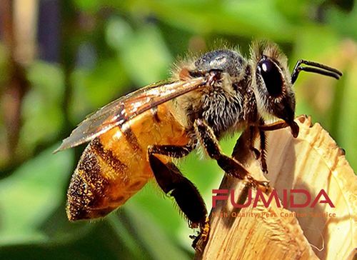 Cara Membasmi Sengatan Lebah Ambil satu siung