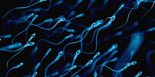 Penyebab Impotensi Pria dan Kualitas Sperma di dalam sistem reproduksi pria